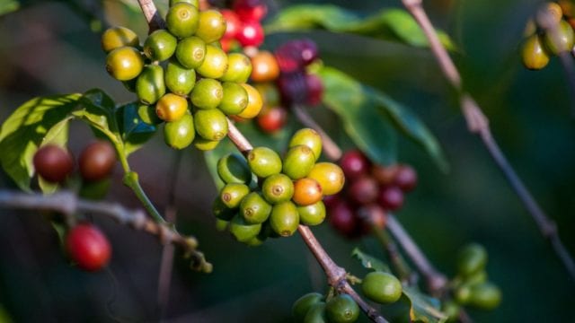 Consumo responsable café cereza chiapas productores