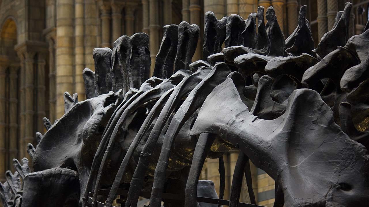 Científicos descubren nueva especie de dinosaurio en Siberia
