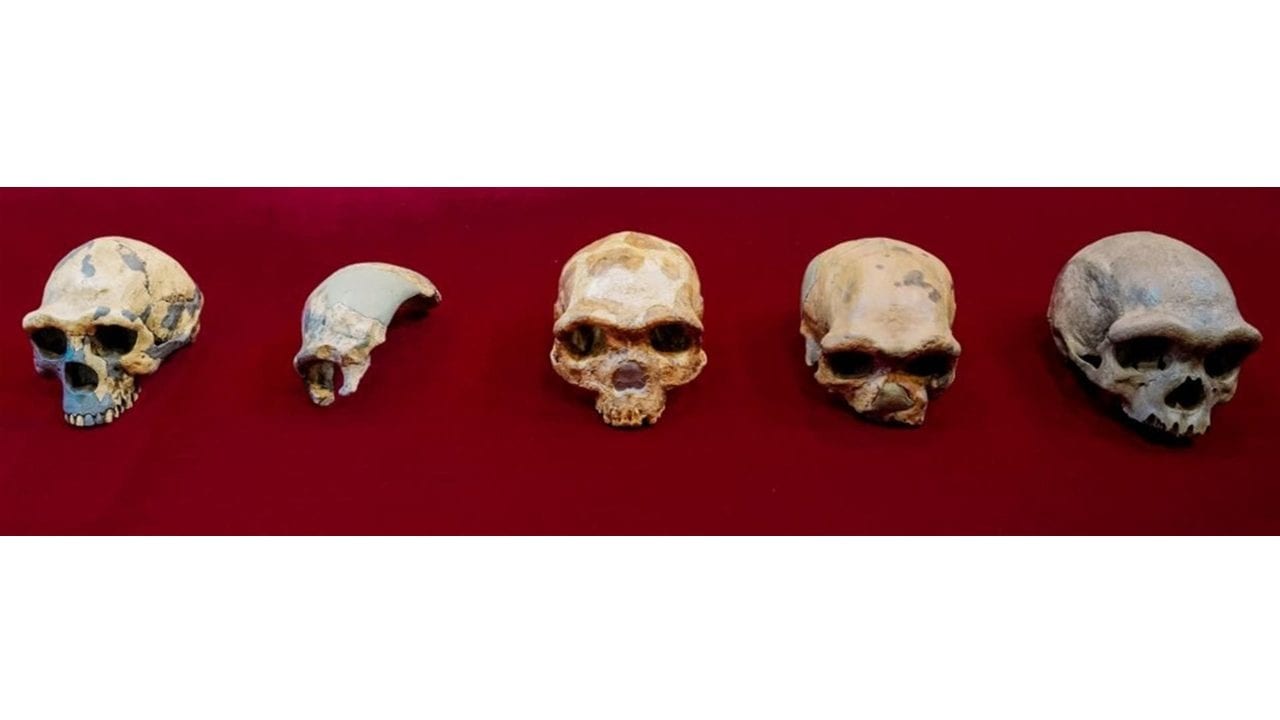 Hallan a un hermano del sapiens: el Homo longi (hombre dragón)