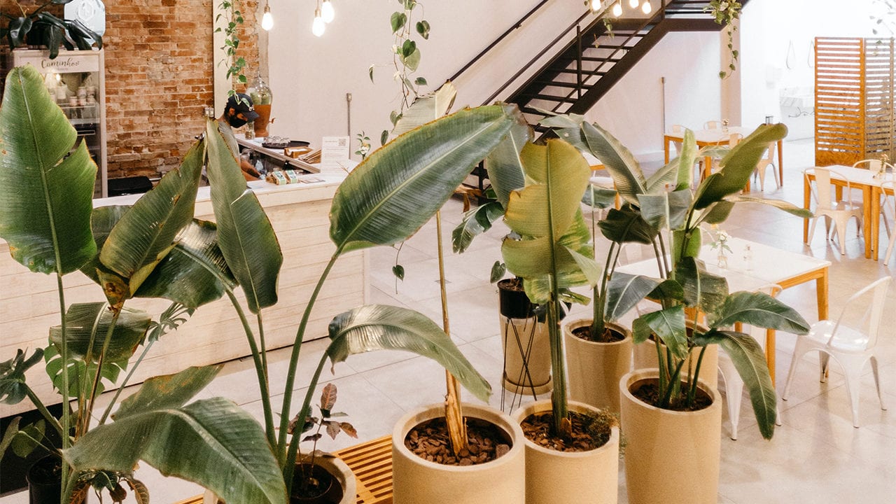 Estas son las plantas que la NASA recomiendan para limpiar naturalmente tus espacios