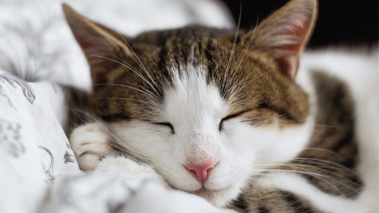 El gato doméstico arribó a Europa mucho después de lo que se creía: estudio