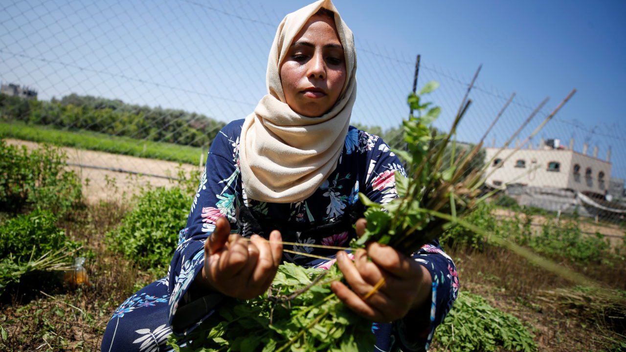 Mujeres en Gaza crean cosméticos a partir de hierbas locales