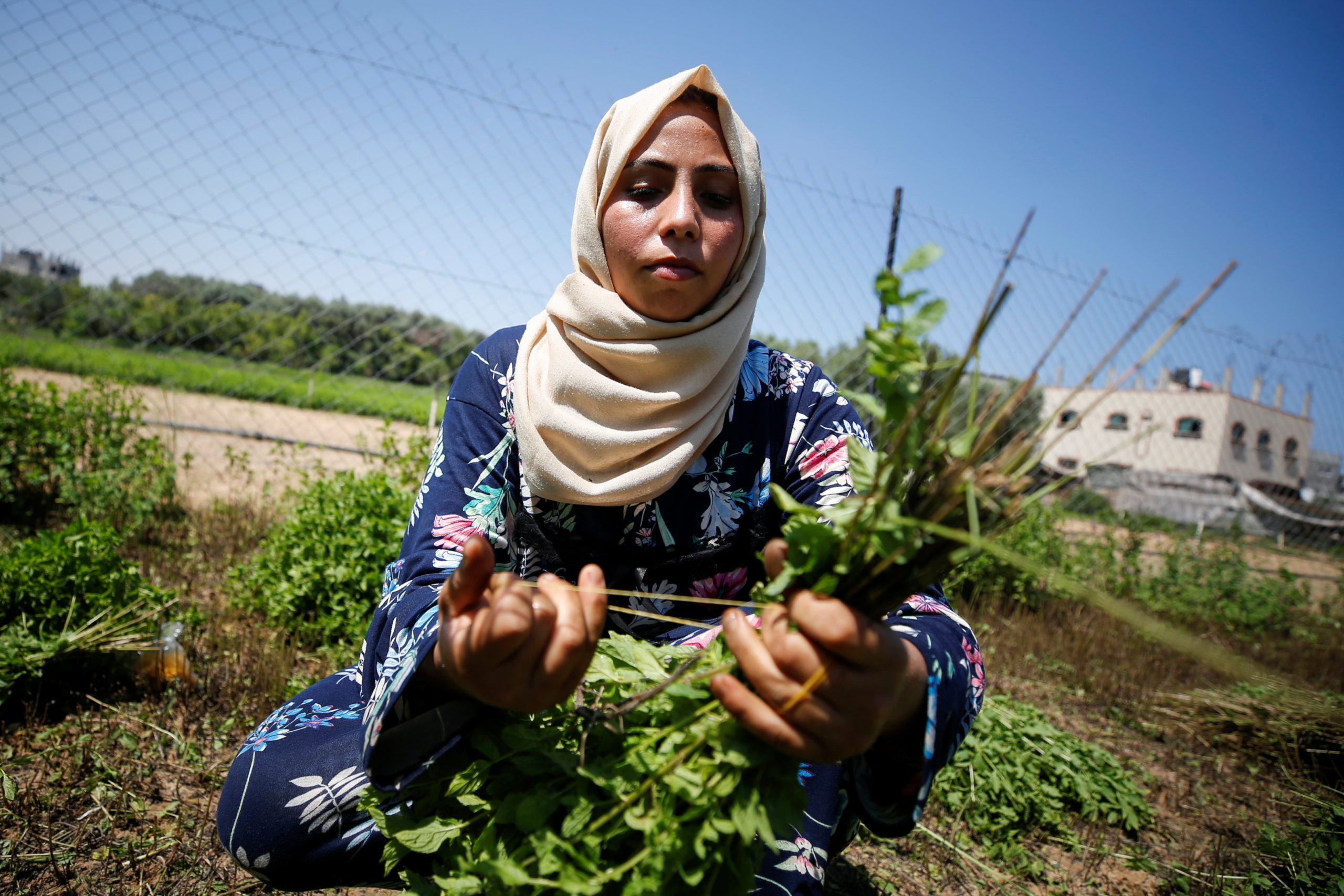 Mujeres en Gaza crean cosméticos a partir de hierbas locales