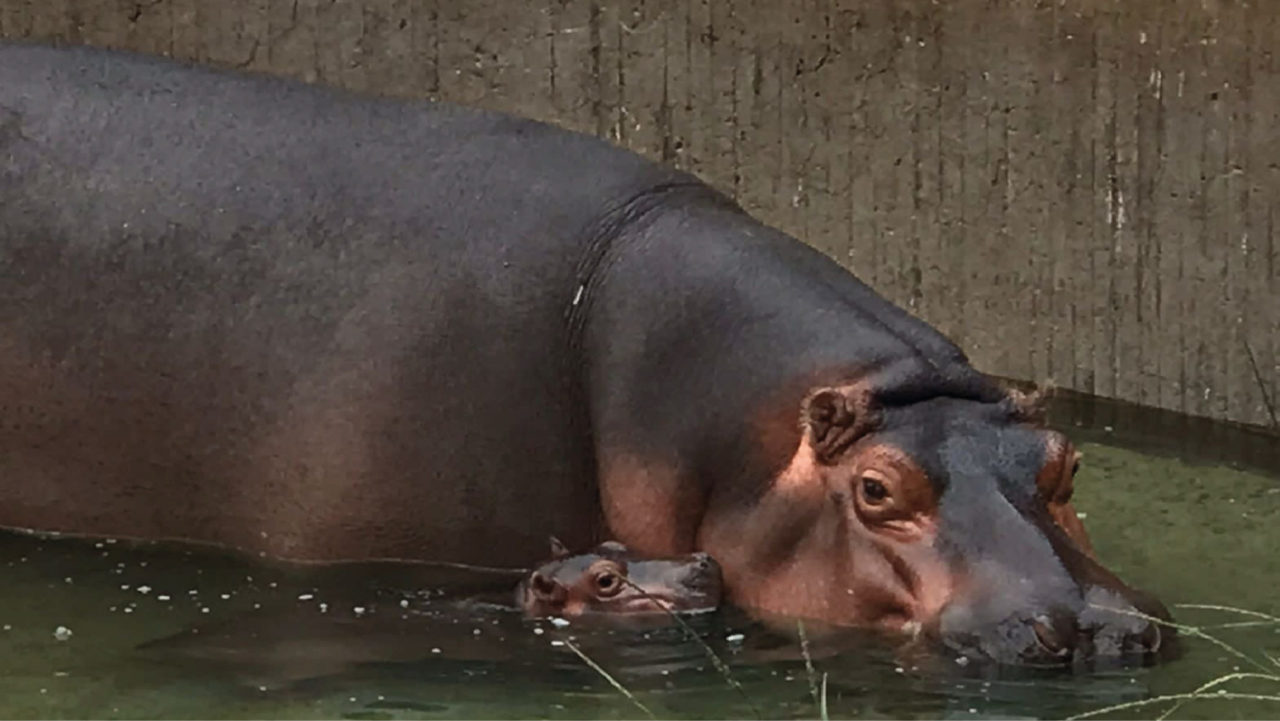 Bebé hipopótamo en peligro de extinción celebra su primer mes en el zoológico de Guadalajara