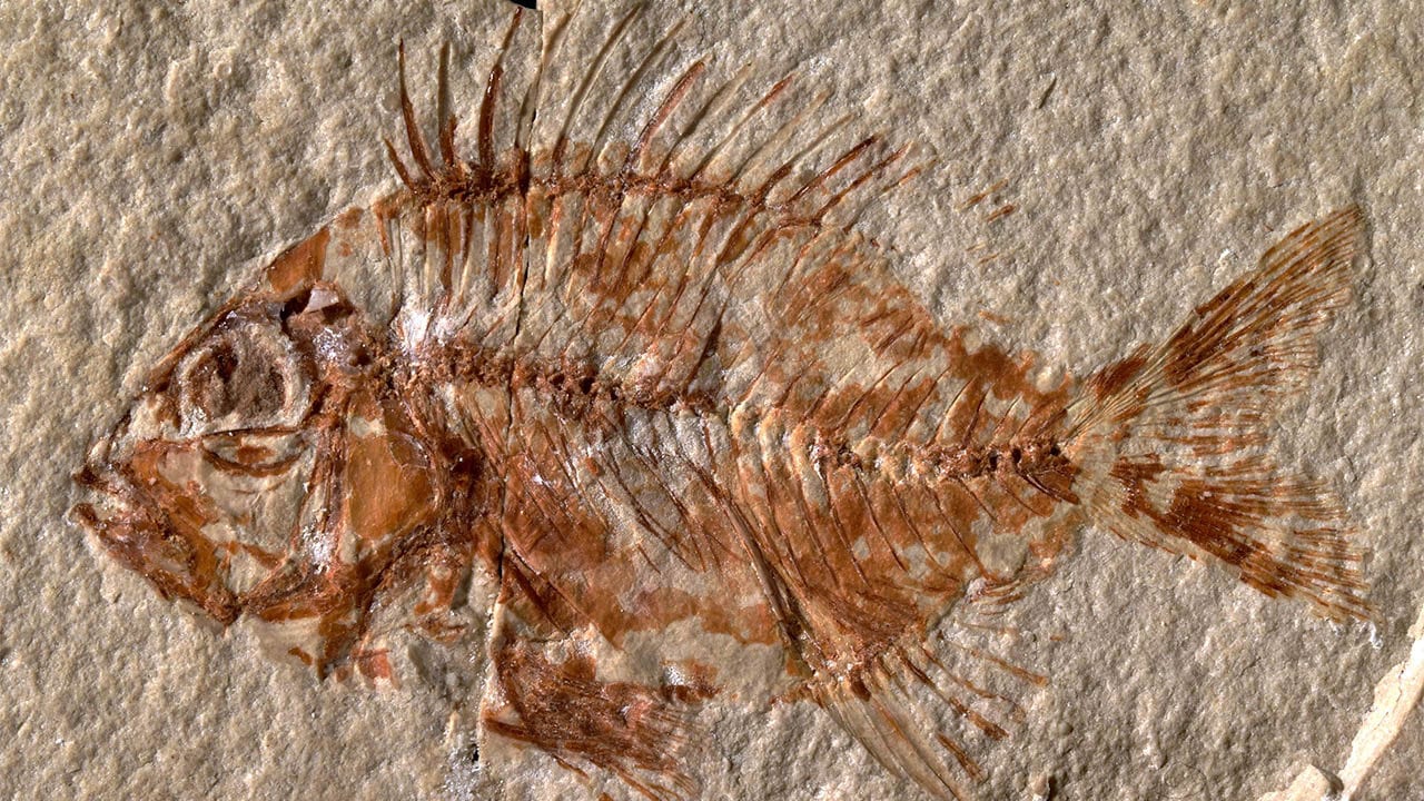 Hallan en México especie de pez que vivió en la época de los dinosaurios
