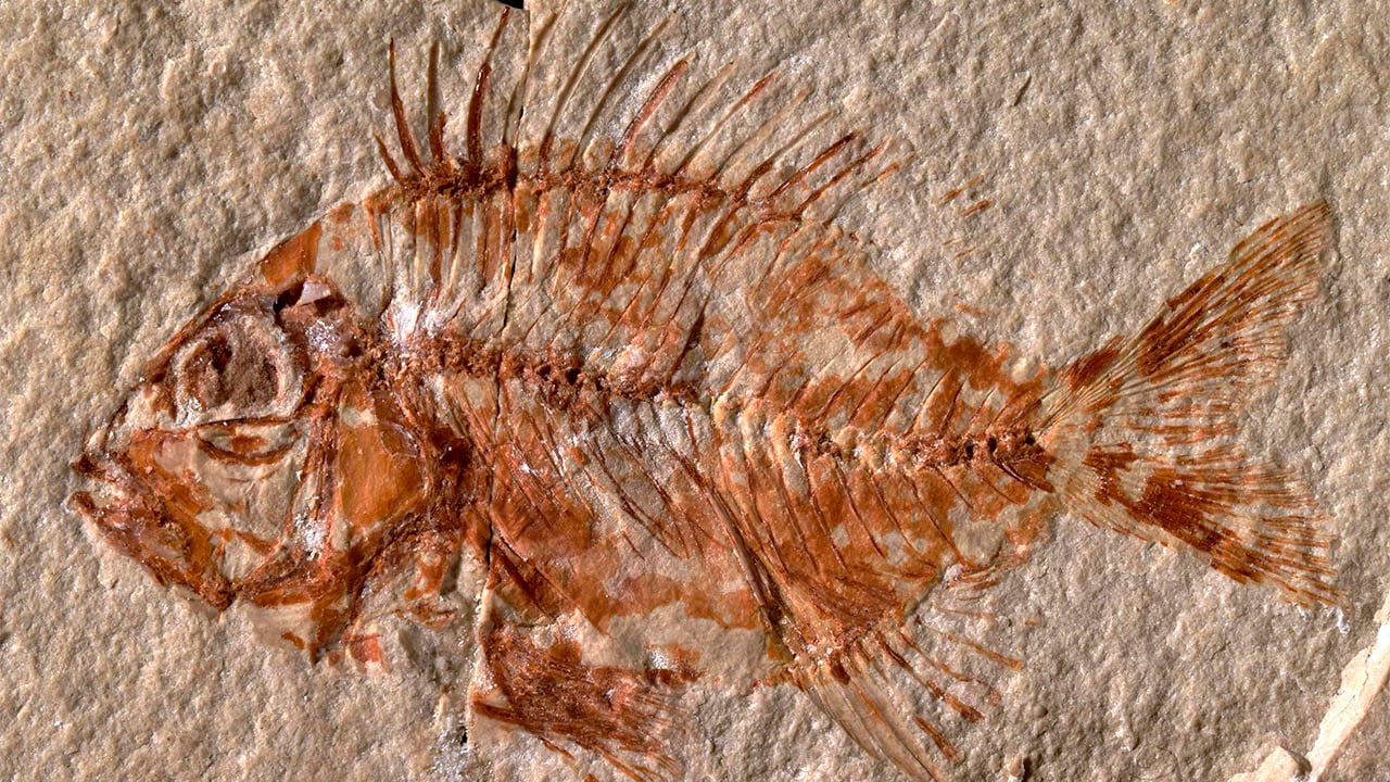Hallan en México especie de pez que vivió en la época de los dinosaurios