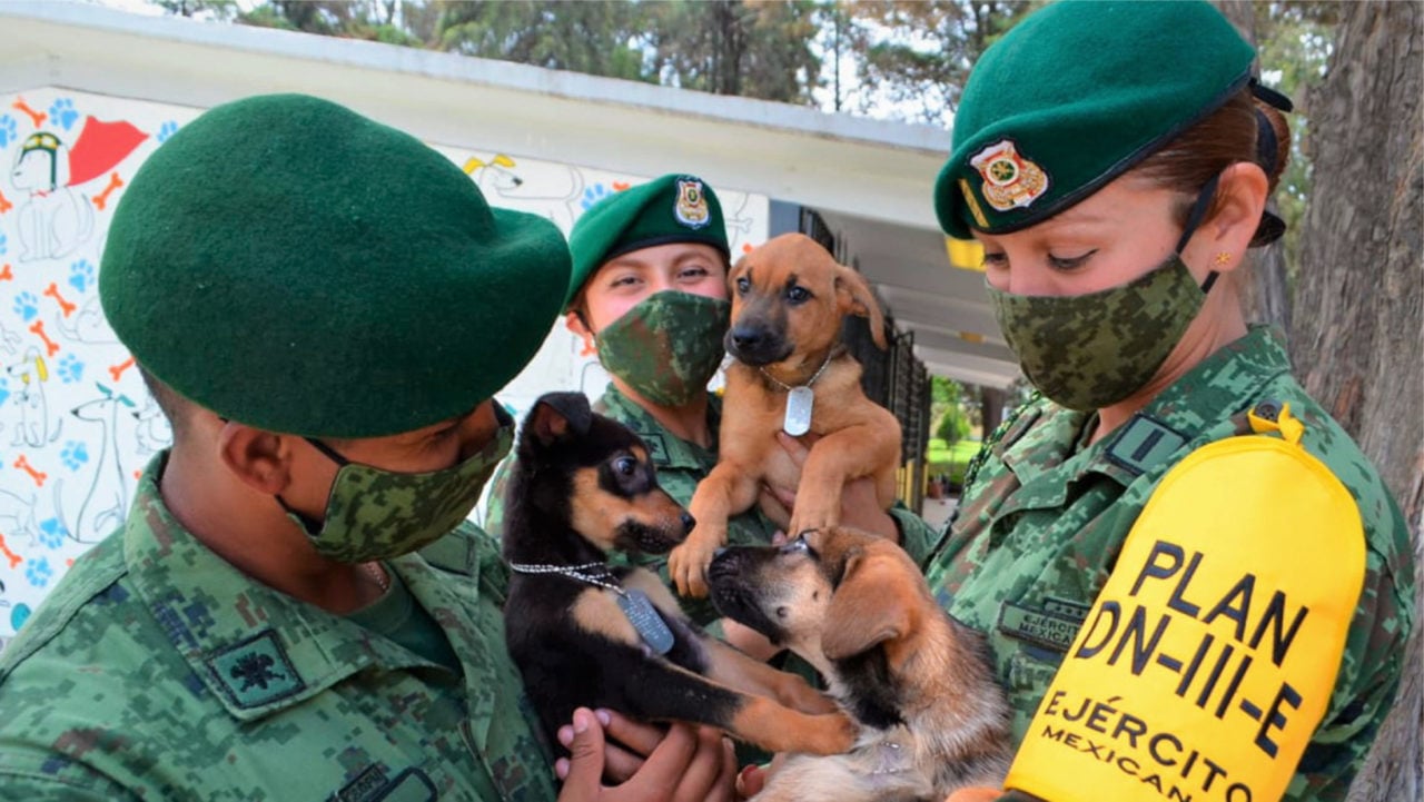 ‘Los perritos de Santa Lucía’, refugio canino del Ejército cerca del nuevo aeropuerto
