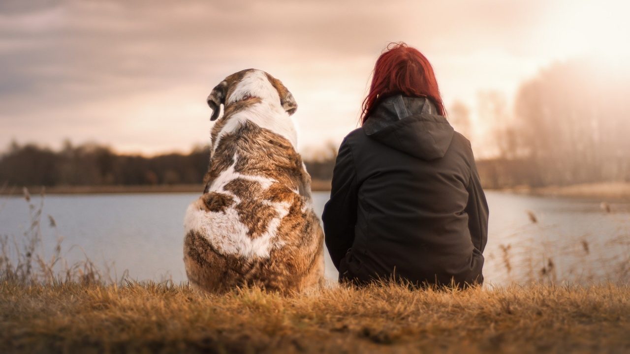 Lo que tienes que saber para viajar en avión con tu mascota