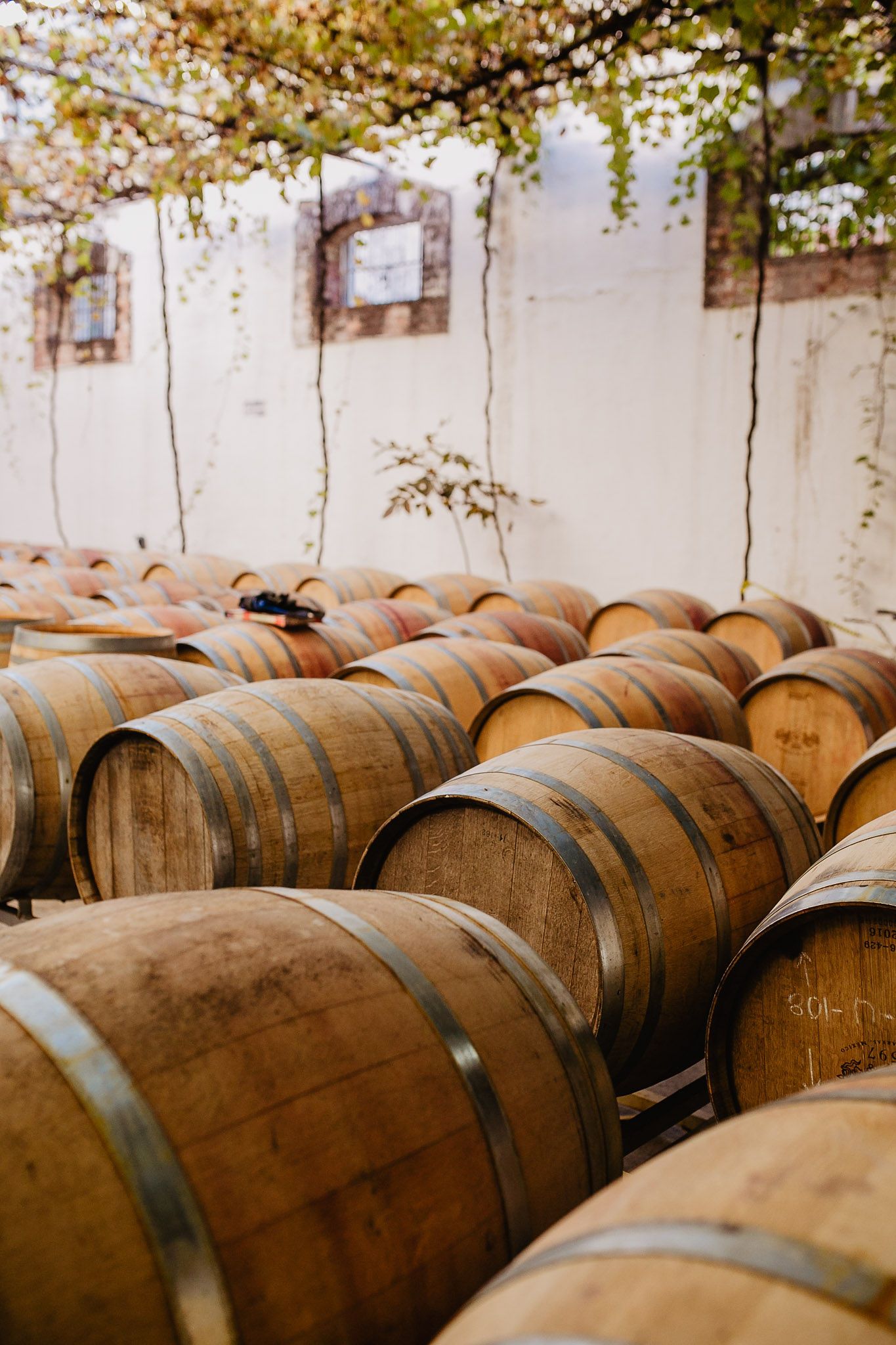 Esta vinícola invertirá 1,500 mdp; busca denominación de origen del vino mexicano