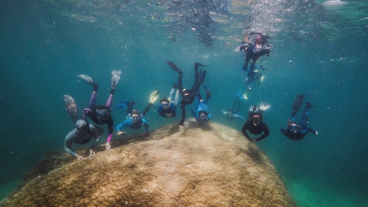 Descubren enorme coral de 400 años en Gran Barrera de Australia