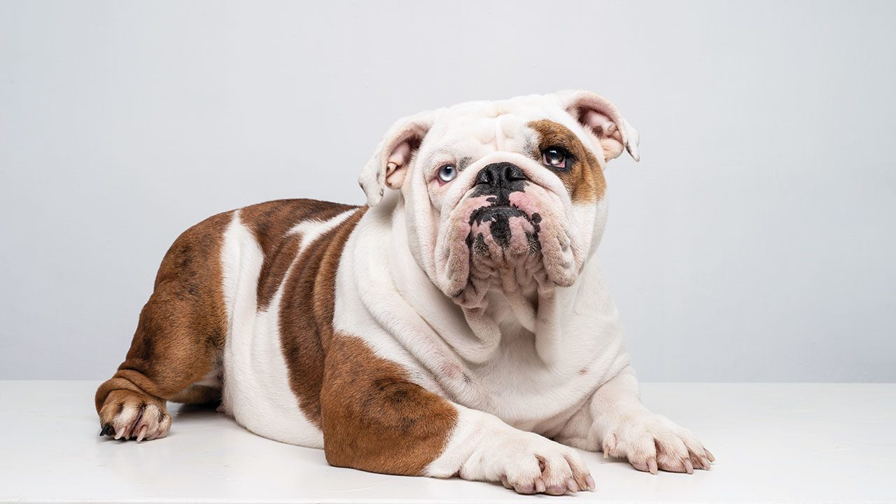 El negocio de las mascotas saca la garra en el e-commerce