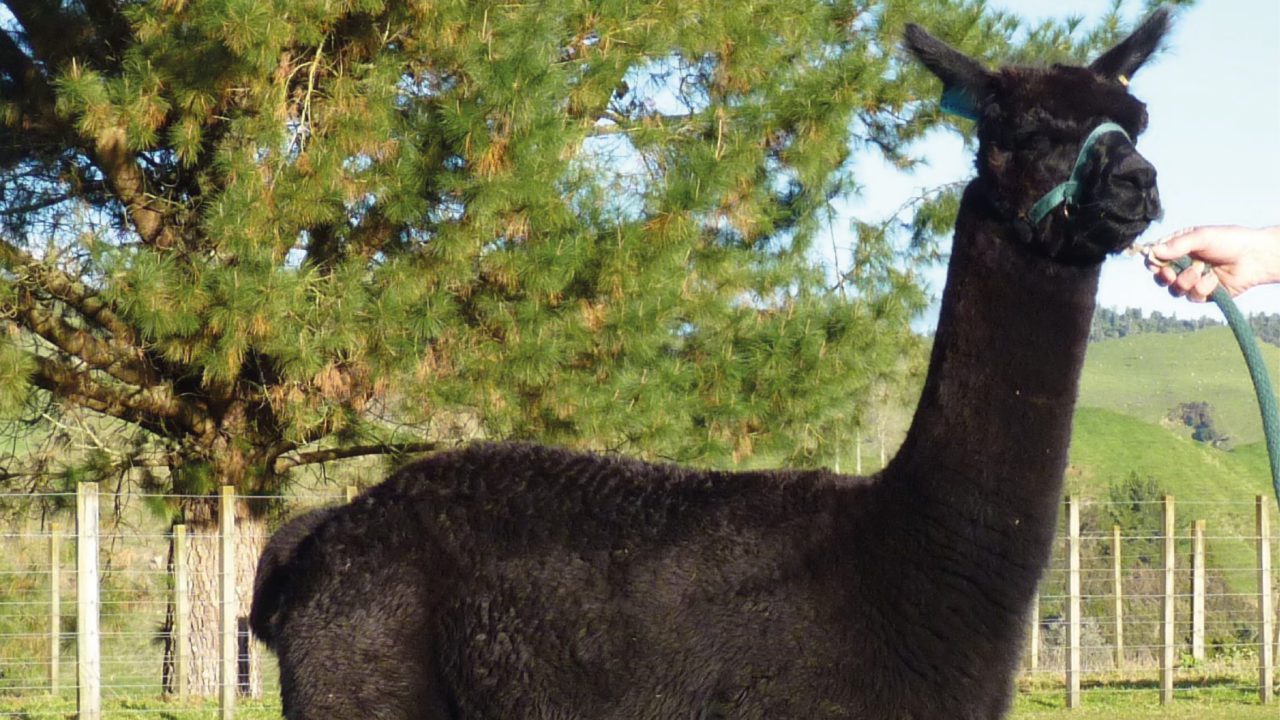 Sacrifican a una llama para evitar transmisión de tuberculosis bovina