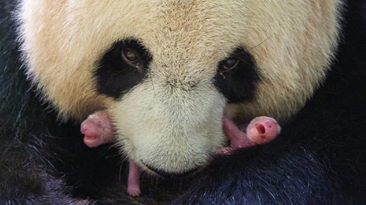 Nacen dos pandas gigantes en zoológico de Francia