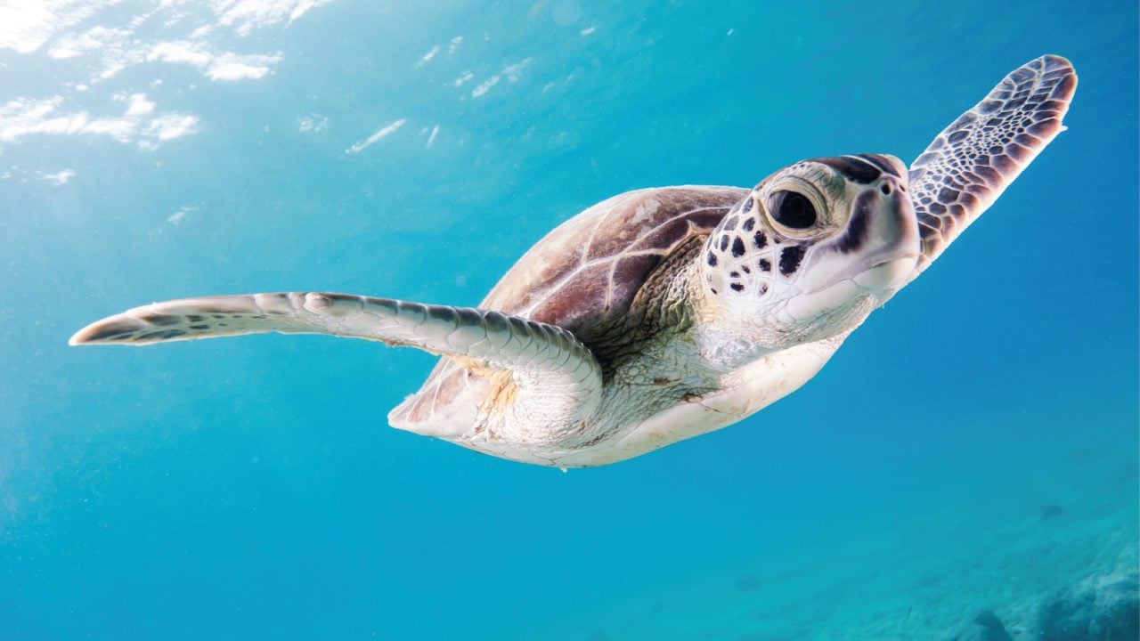 Tortugas jóvenes están más expuestas a la ingesta de plásticos