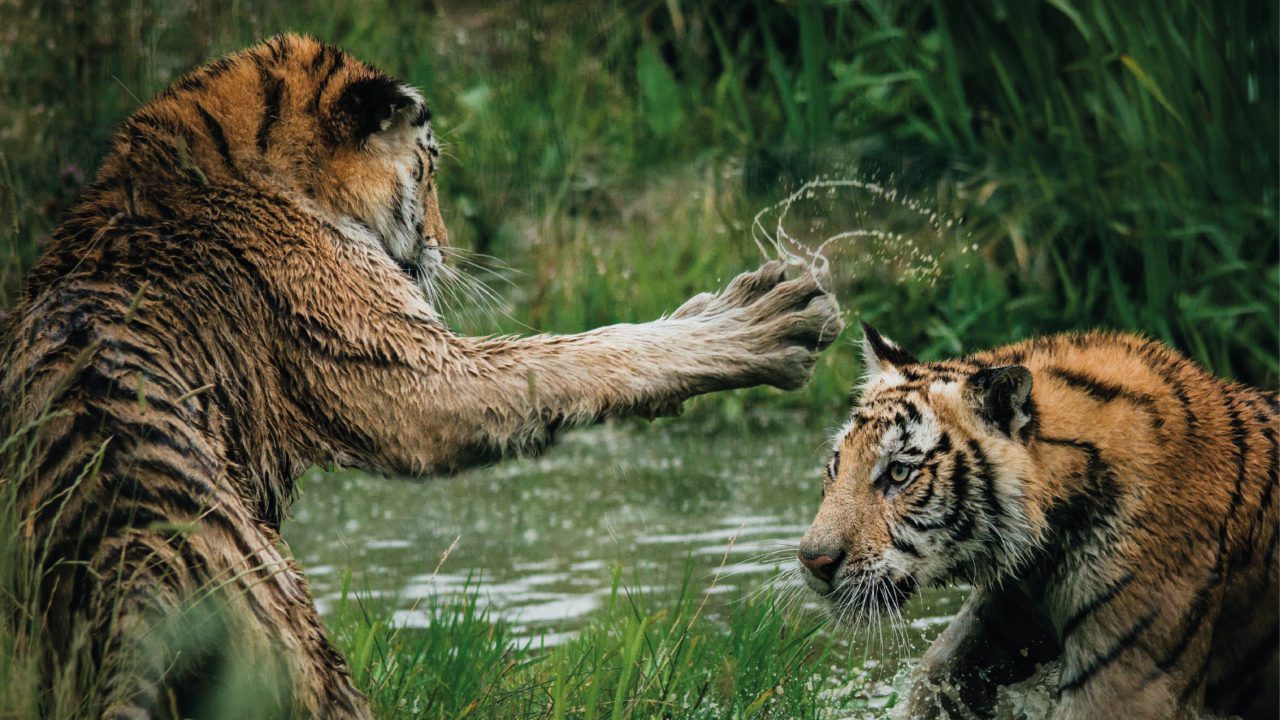 Indonesia investiga contagio por Covid-19 en dos tigres de Sumatra