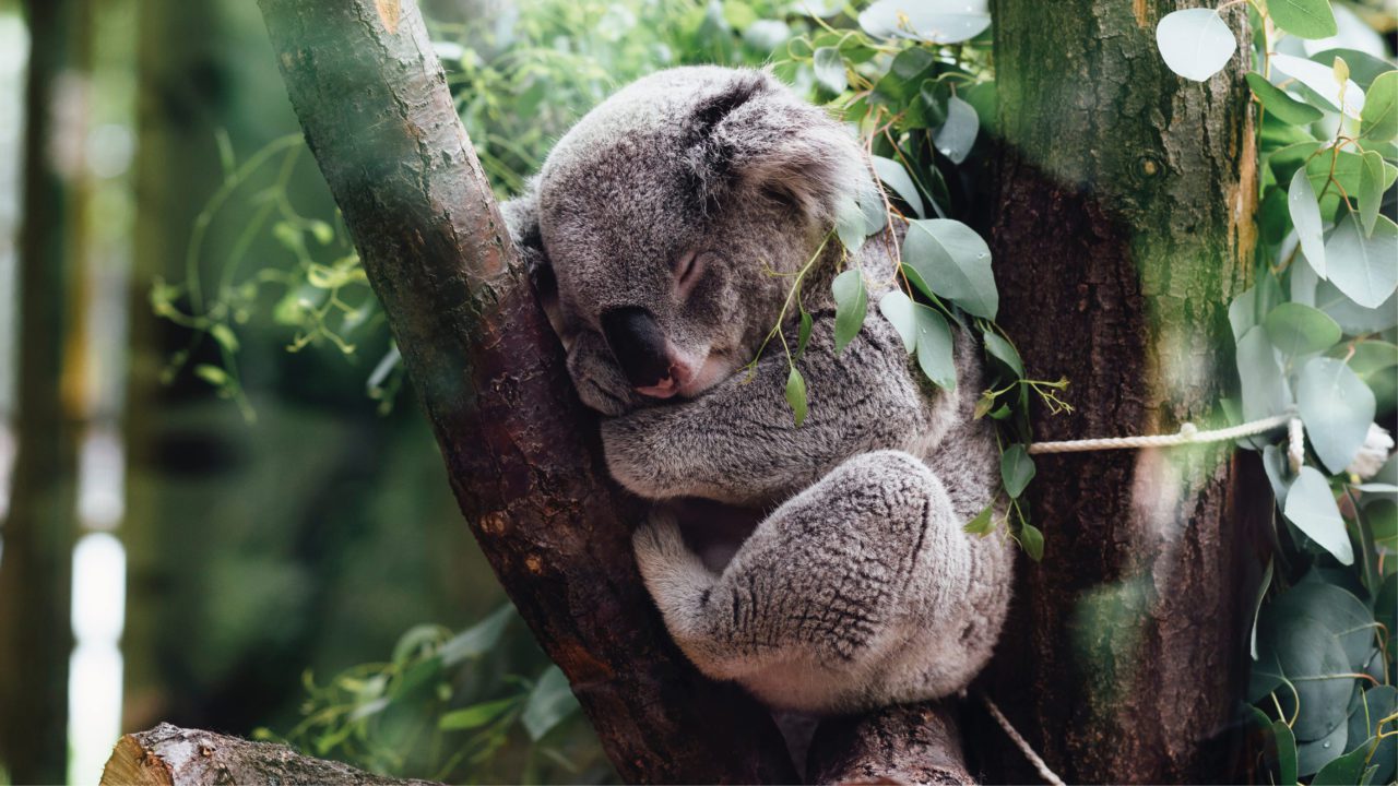 Población de koalas cae 30% por incendios, deforestación y ‘sida’