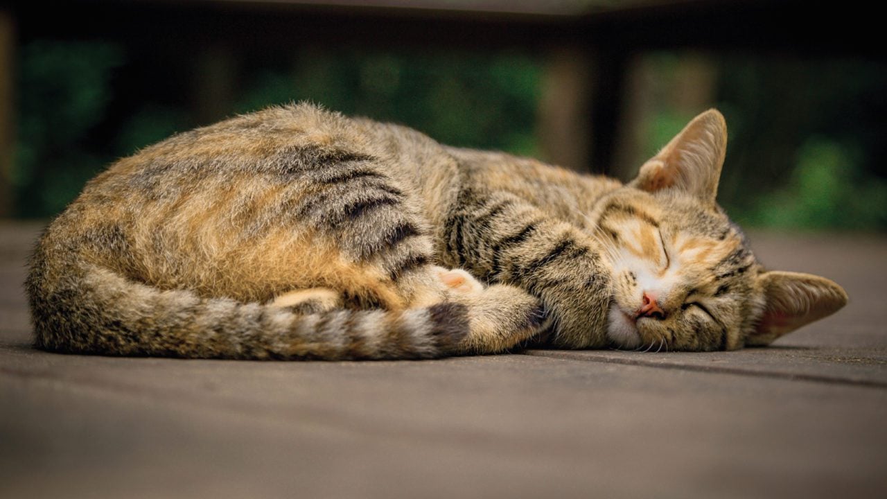 China sacrifica 3 gatos tras dar positivo a Covid-19 y desata la ira en redes