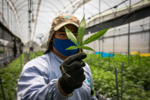 cañamo-cannabis-innovación