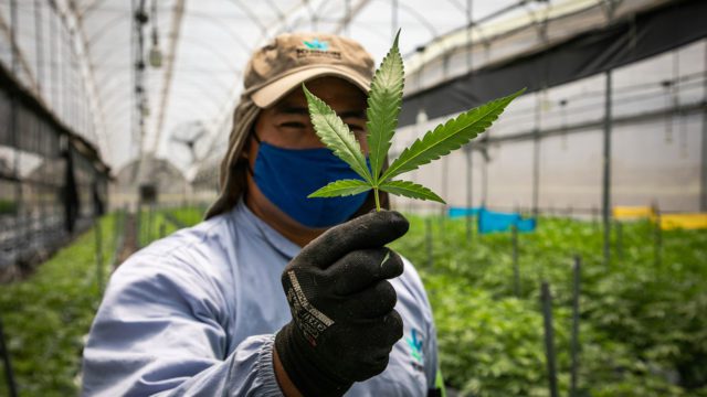 México cannabis negocios