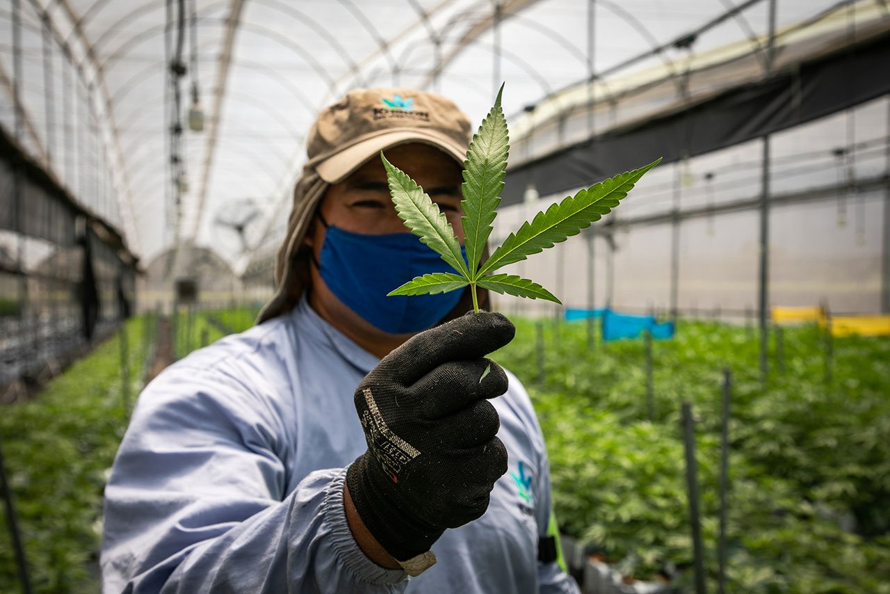 Salud laboral en la industria del cannabis