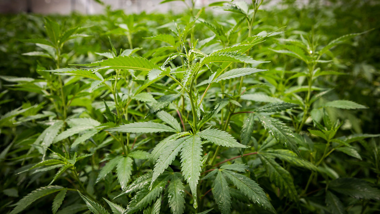 Nuevos avances en estudios sobre el cannabis: un mundo de posibilidades terapéuticas