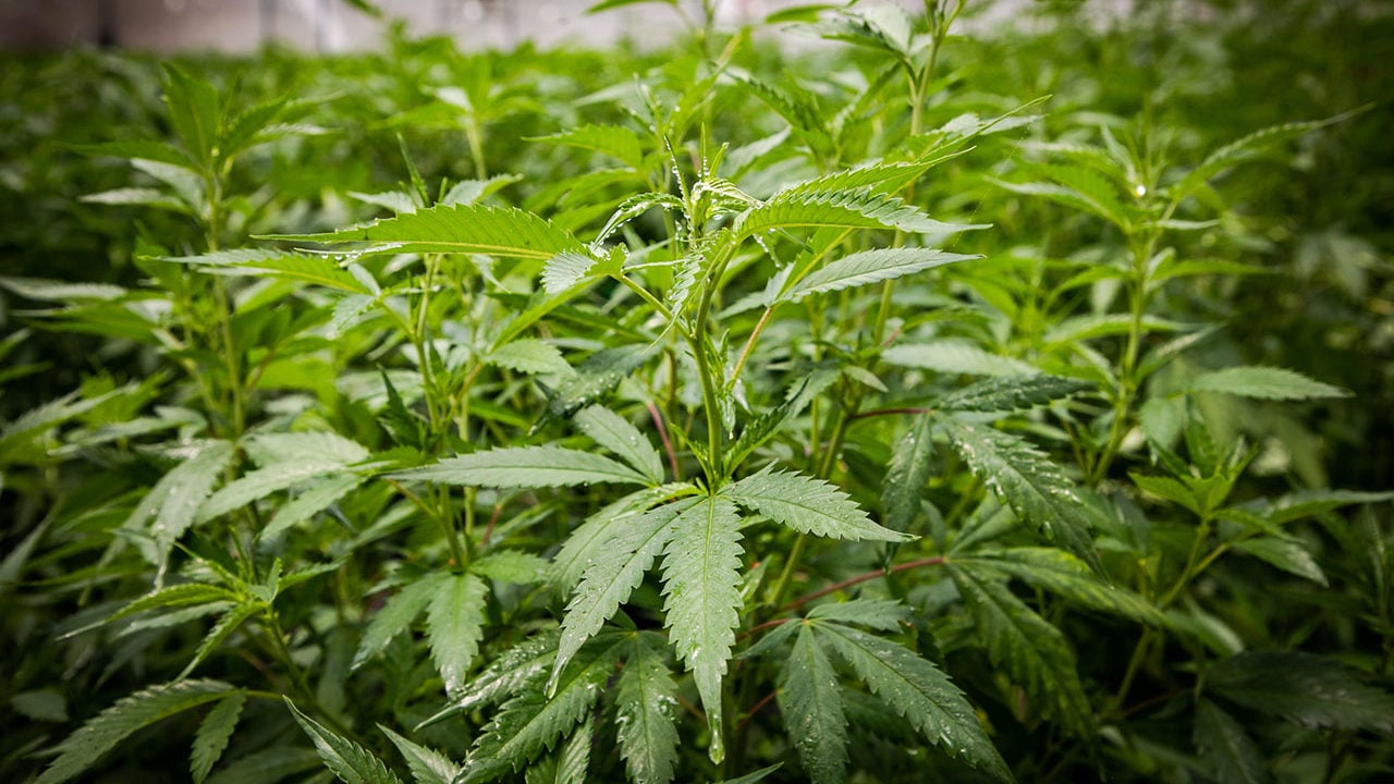 Cultivo de cannabis, industria que ya apunta a la profesionalización