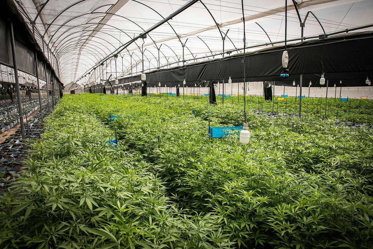 Transformación verde: dinámicas cambiantes en el lucrativo mercado del cannabis