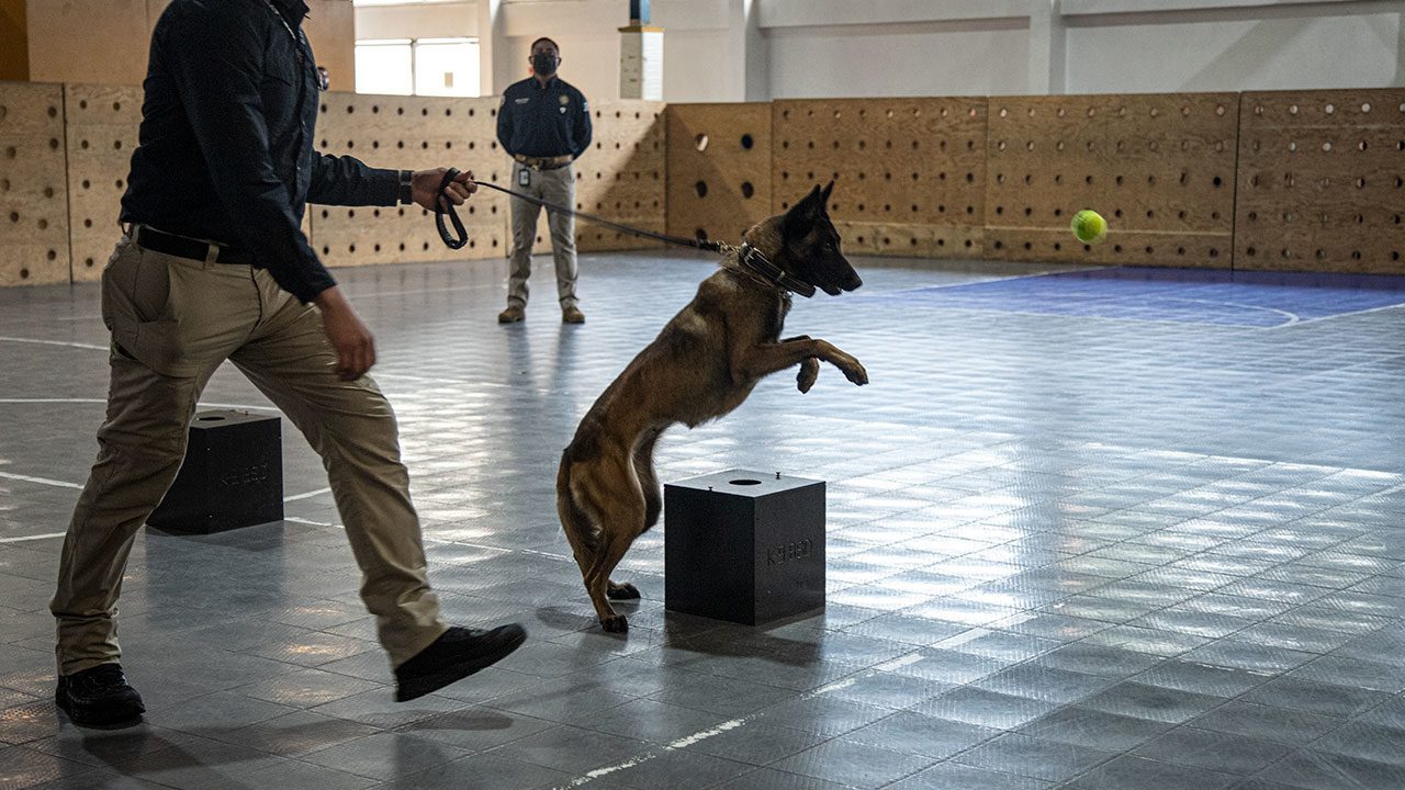 Un ejército de 500 perros detectará cocaína, mariguana y armas en las aduanas