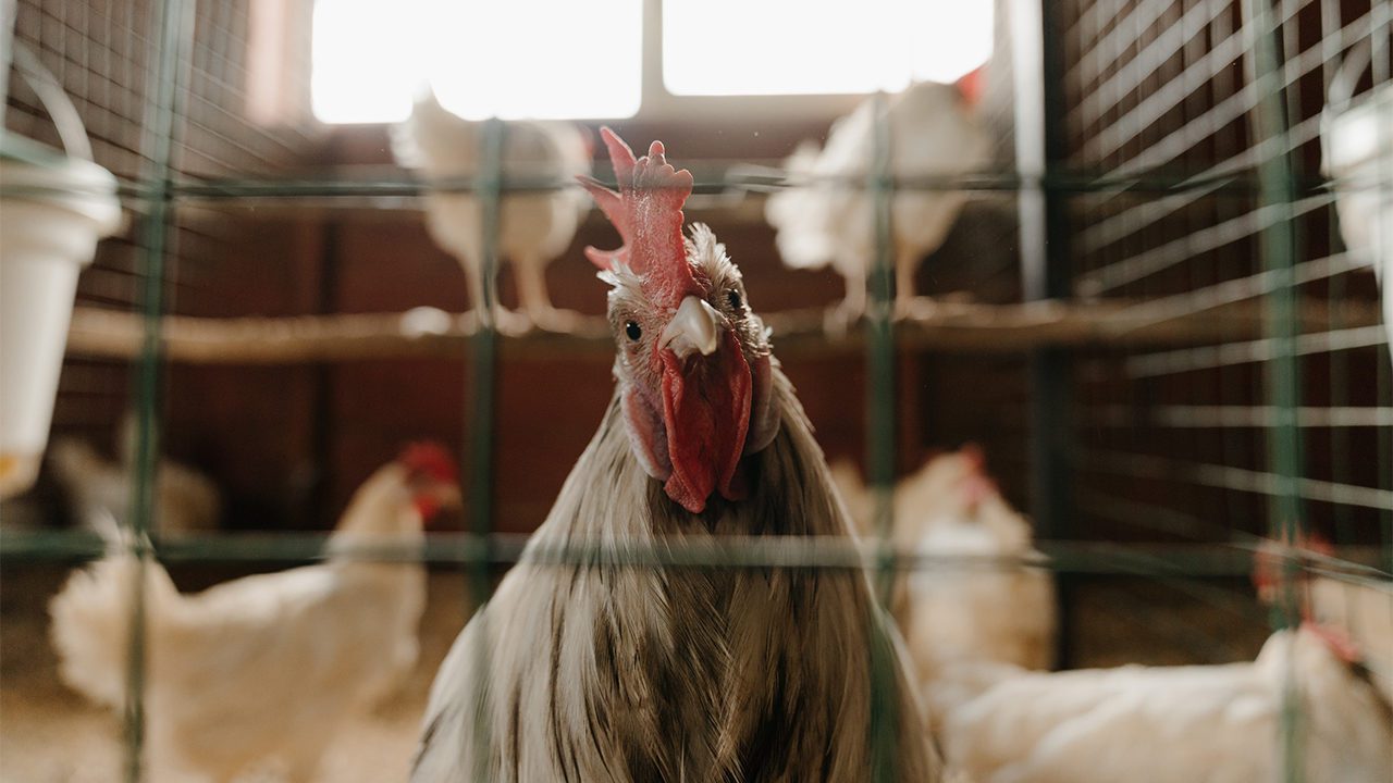 El ADN de gallina, el secreto para detener los contagios de Covid-19