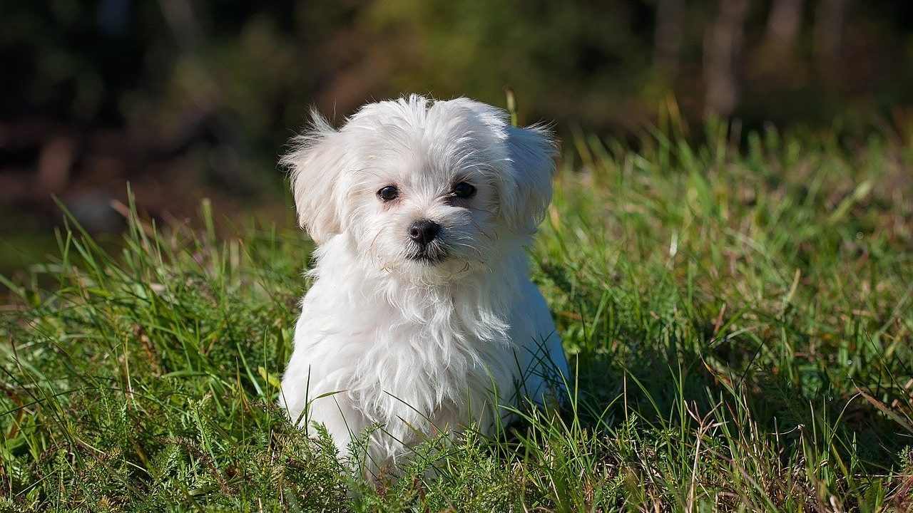 Vacunas indispensables para proteger a tus mascotas