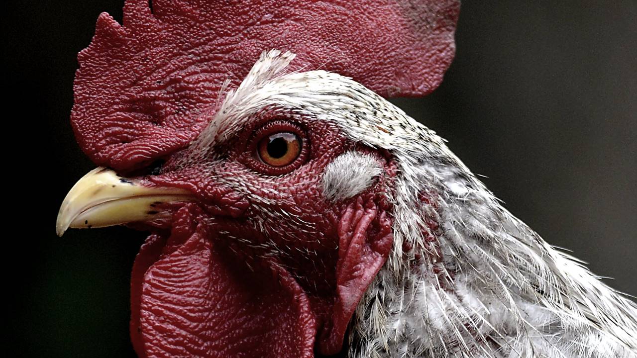 China informa caso de gripe aviar de nueva cepa H5N6 en un hombre