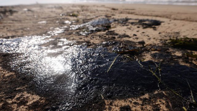 petróleo-invertebrados marinos