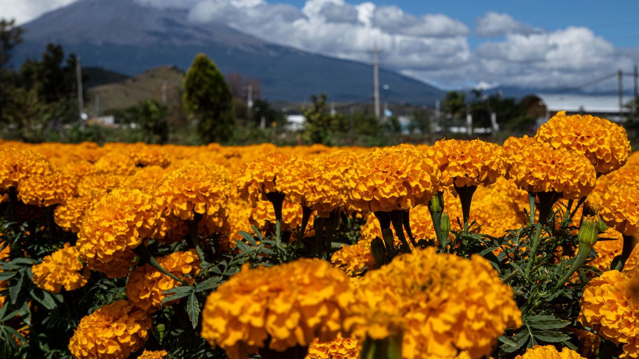 Estiman aumento de producción a 2,448 hectáreas de flor de cempasúchil en México