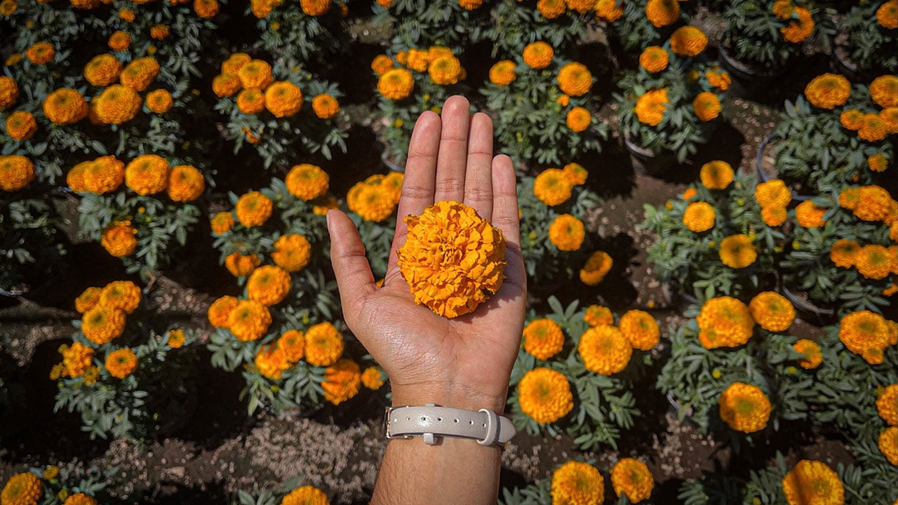 Fotogalería: La flor de cempasúchil vuelve a florecer tras la pandemia