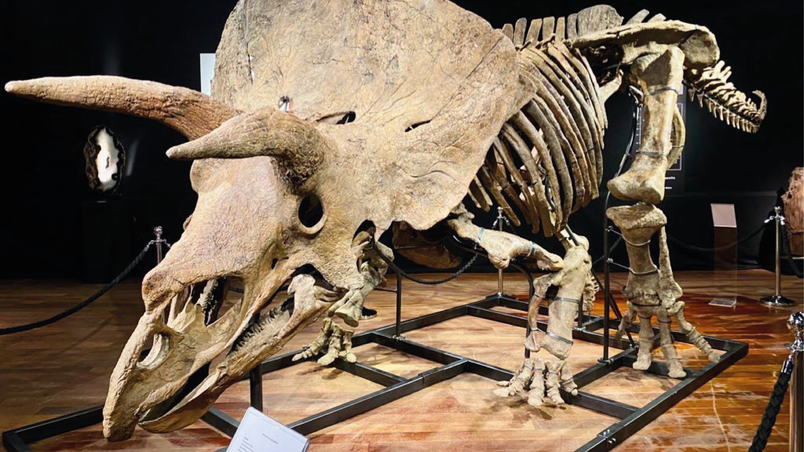 Subastan restos fósiles del mayor dinosaurio triceratops conocido por 6.65 mde