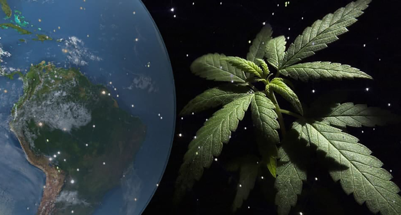 Cultivo colectivo de cannabis en Latinoamérica: un modelo de negocio en expansión
