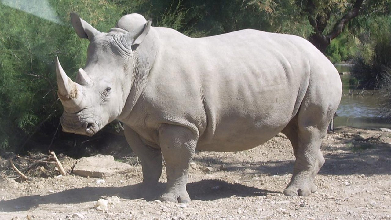 Uno de los dos últimos rinocerontes blancos del norte es retirado del plan para salvar la especie