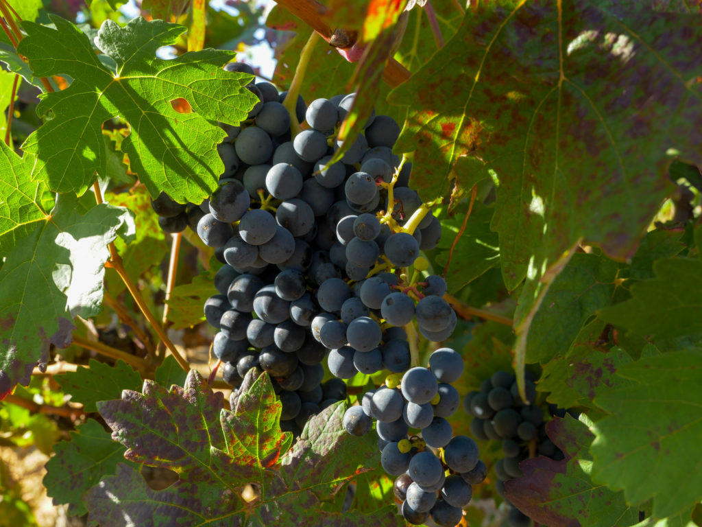 Ribera del Duero, a wine with soul