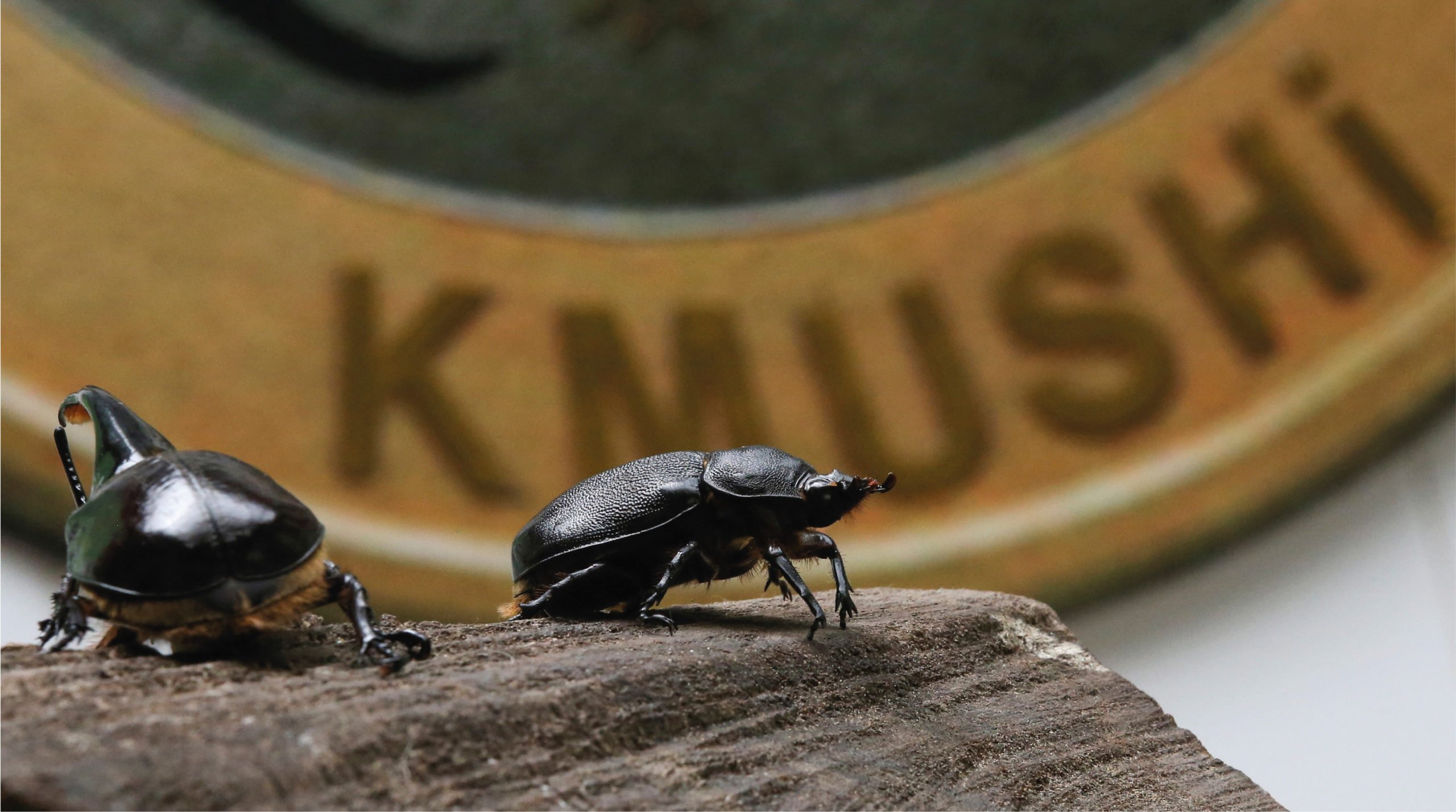 Escarabajos colombianos llegan a Japón como mascotas impulsados por esta criptomoneda