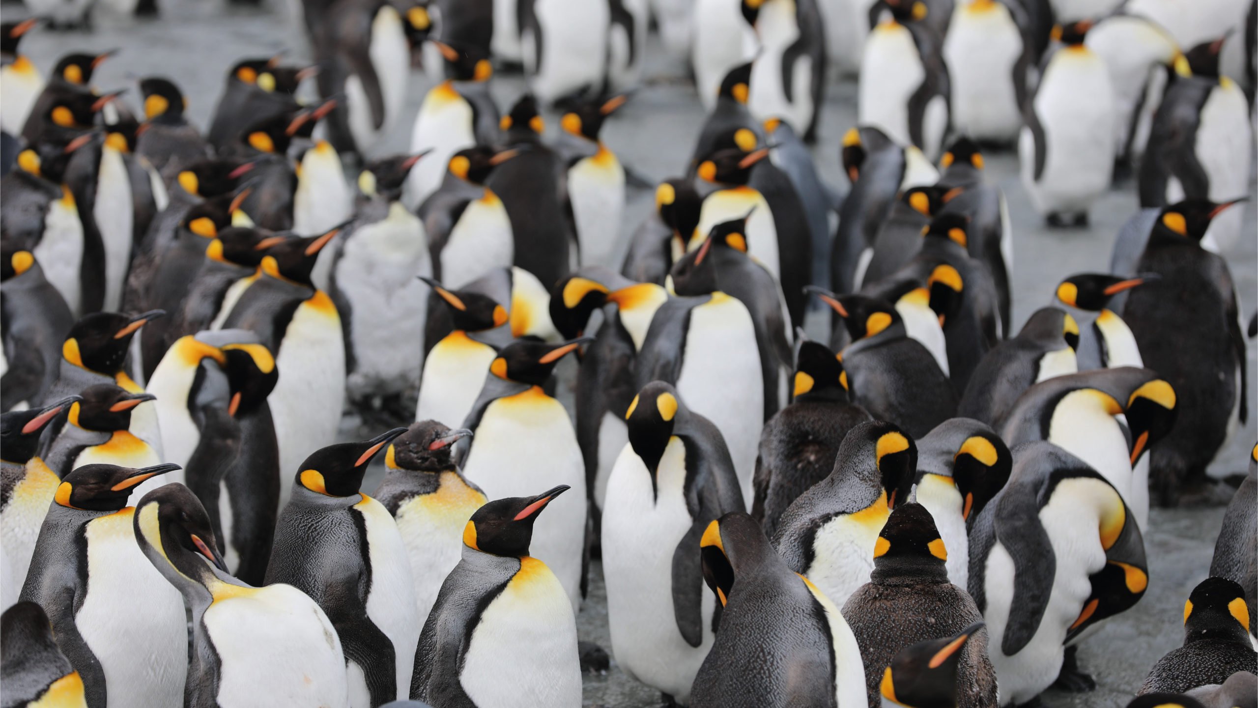 Estudio alerta por alta concentración de mercurio en pingüinos de la Antártida