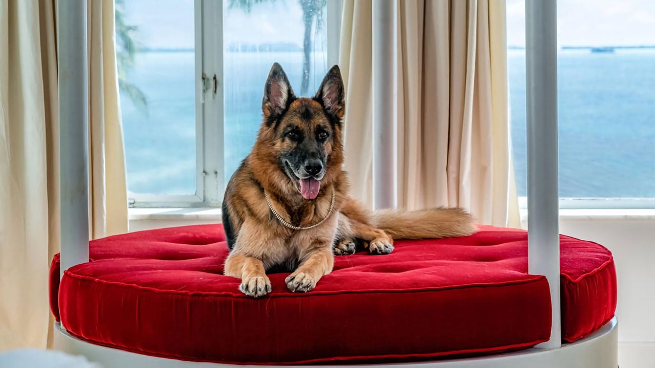 Fotogalería: El perro más rico del mundo vende su casa