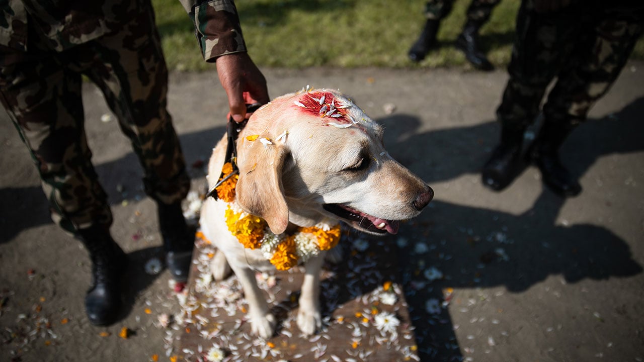 Fotogalería: Festival Hindú que adora a los perros