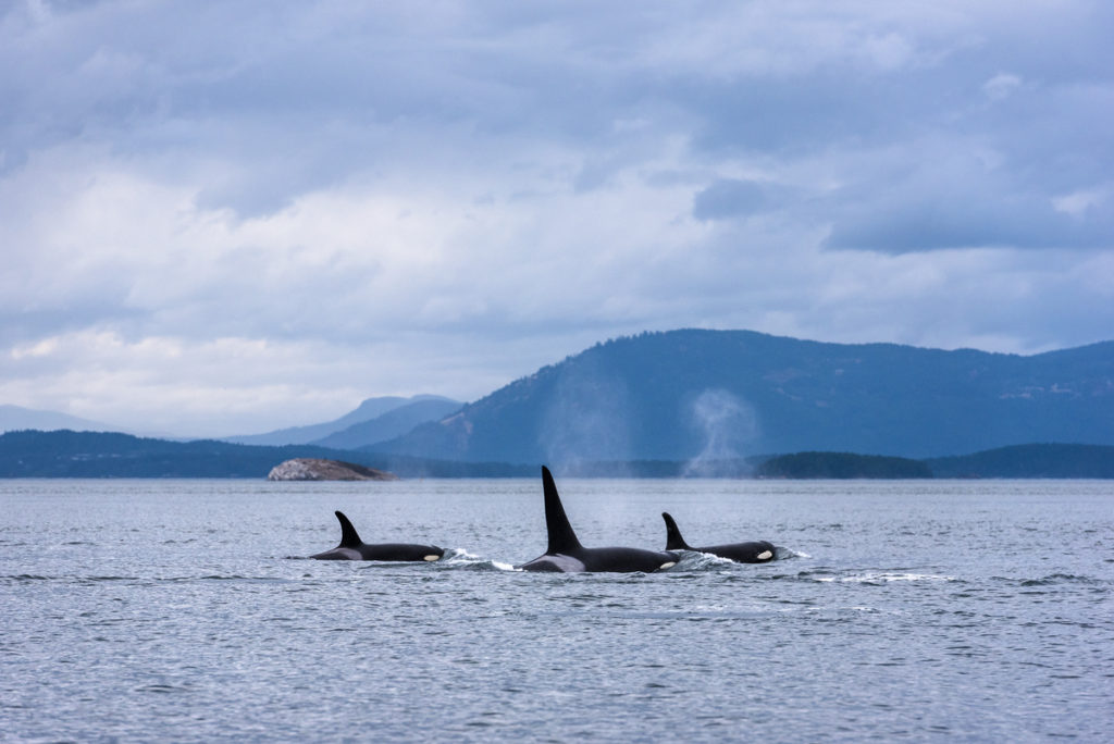 Avistamiento de orcas en Vancouver