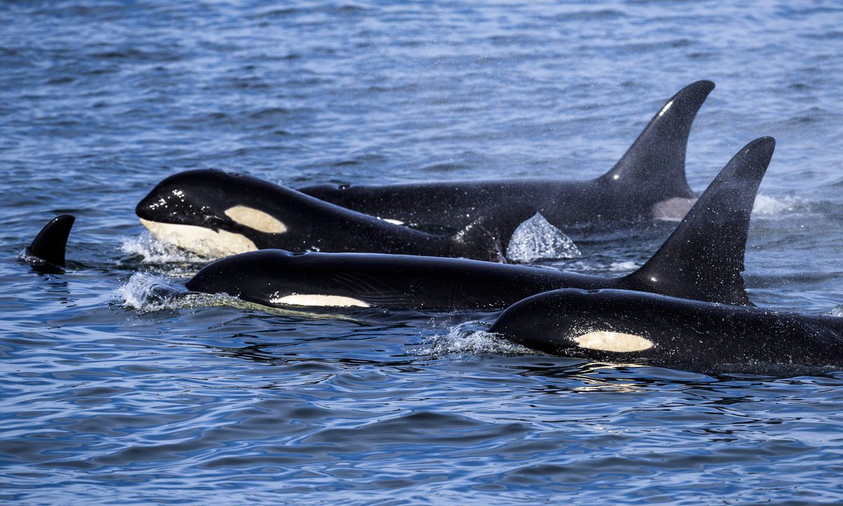 Avistamiento de orcas, una experiencia legendaria en la isla de Vancouver