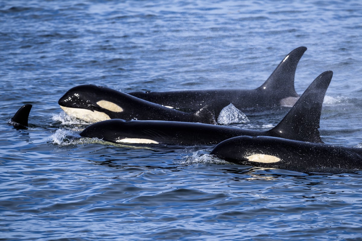 Avistamiento de orcas, una experiencia legendaria en la isla de Vancouver