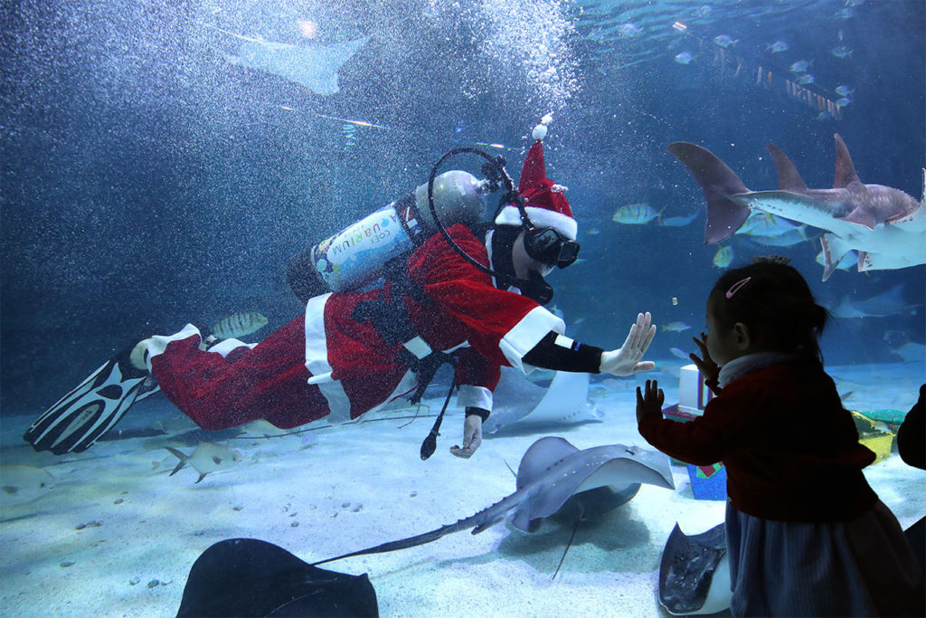Santa Claus Costumed Koreans Swim In Aquarium