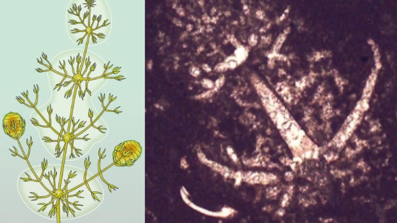 Descubren una especie de planta acuática de hace 120 millones de años