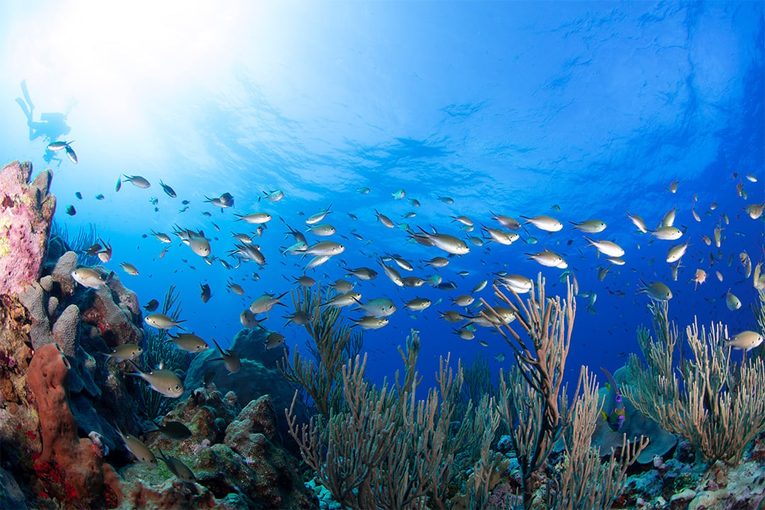 Arrecife Alacranes / Foto: Cortesía de Blancpain.