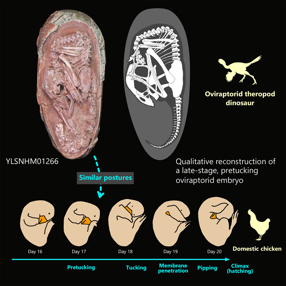 Un embrión de dinosaurio bien conservado confirma conexión con aves