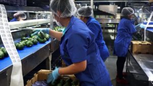 La producción de aguacate en Jalisco. Foto: Gobierno de México.